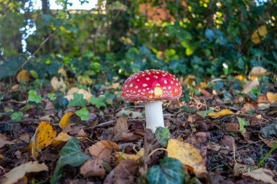 Herfst in de Fryske-Walden 2026