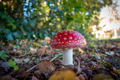 Herfst in de Fryske-Walden 2026 - foto 3