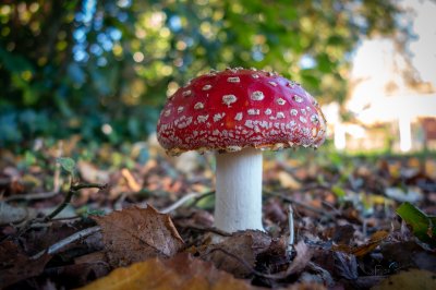 Herfst in de Fryske-Walden 2026 - foto 8