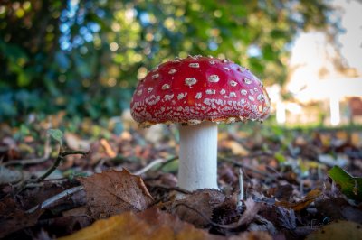 Herfst in de Fryske-Walden 2026 - foto 9