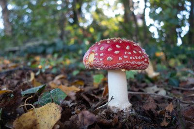 Herfst in de Fryske-Walden 2026 - foto 12