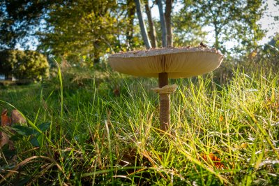 Herfst in de Fryske-Walden 2026 - foto 16
