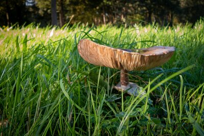 Herfst in de Fryske-Walden 2026 - foto 18