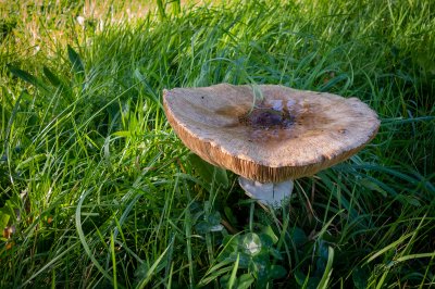 Herfst in de Fryske-Walden 2026 - foto 19