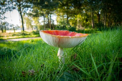 Herfst in de Fryske-Walden 2026 - foto 22
