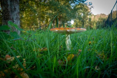 Herfst in de Fryske-Walden 2026 - foto 23