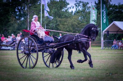 Hynstedagen Sumarreheide 2026 - foto 12