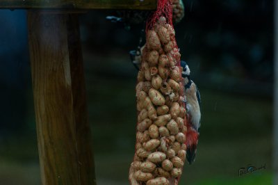 Tûnfugels rounom in Sumar - foto 21