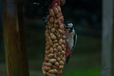 Tûnfugels rounom in Sumar - foto 22