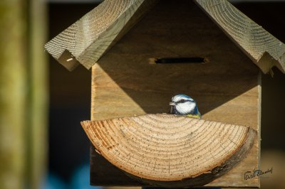 Tûnfugels rounom in Sumar - foto 28