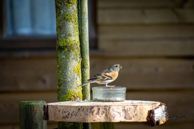 Tûnfugels rounom in Sumar - foto 31