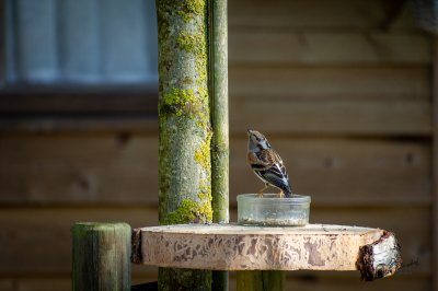 Tûnfugels rounom in Sumar - foto 32