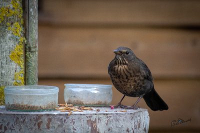 Tûnfugels rounom in Sumar - foto 35